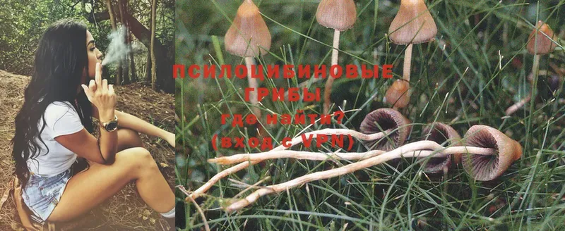 Галлюциногенные грибы Psilocybe  продажа наркотиков  Тюкалинск 